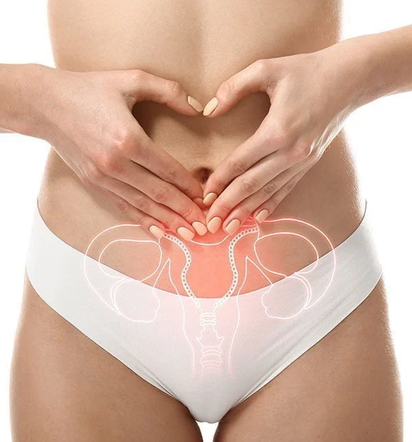 Uterus jeune femme, appareil genitale,gynecologie